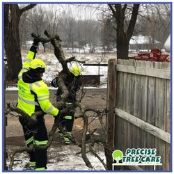 Precise Tree Care