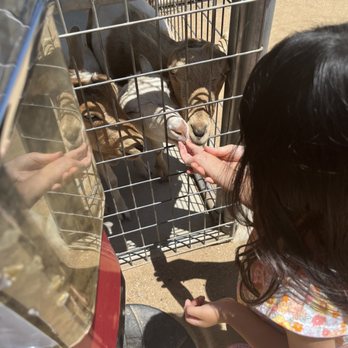 Sugarplum Zoo - Goat feeding - Chocolatiers & Shops Near Me - Temecula, California