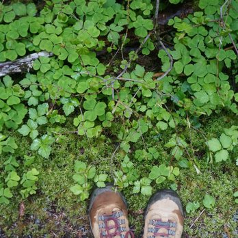 Hoh Rainforest - Hiking Near Me - Forks, Washington Hoh Rainforest - Hiking Near Me - Forks, Washington
