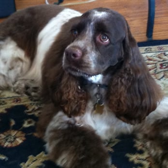 Kutz For Mutz - Pet Groomers Near Me - Albany, California