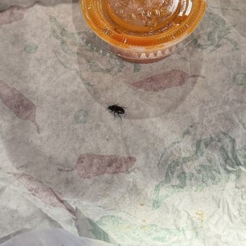 Habanero'ss Mexican Restaurant - Beetle that was in the packaging. - Mexican Near Me - Pueblo, Colorado