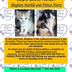 Paws 4 A Cause Rescue
