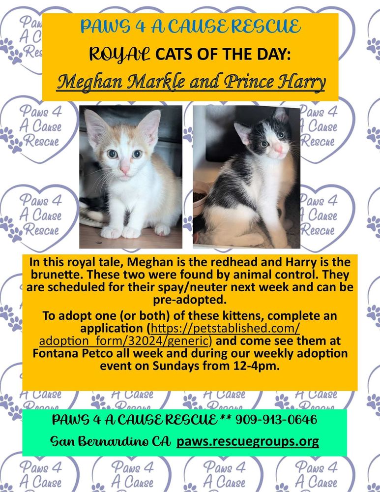 PAWS 4 A CAUSE RESCUE - Updated July 2026 - 27 Photos & 24 Reviews ...