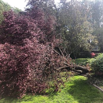 Gutierrez Enterprise - Tree Services Near Me