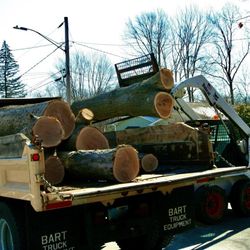 Evergreen Tree Service