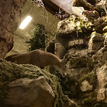 Bass Pro Shops - Mountain lion - Sports Wear Near Me - Houston, Texas