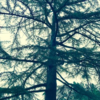 Arborland Tree Service - One of the trees they care for. - Tree Services Near Me Arborland Tree Service - One of the trees they care for. - Tree Services Near Me