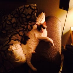 Noelle's Pet Love - Miss Cleo 2015
