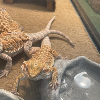 Most Valuable Pets - Pet Stores Near Me - Lexington, Kentucky