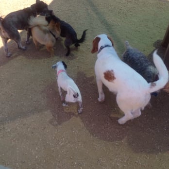 Vila Borba Park - Lexi, Harvey, and friends enjoy a day at the park - Dog Parks Near Me - Chino Hills, California Vila Borba Park - Lexi, Harvey, and friends enjoy a day at the park - Dog Parks Near Me - Chino Hills, California