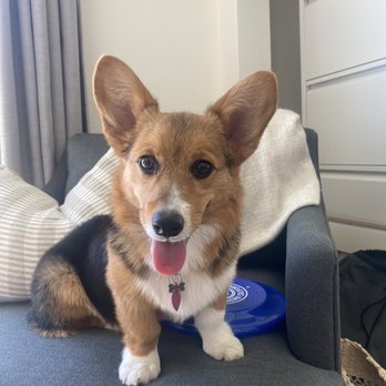 Staycation For Dogs - Pet Groomers Near Me - Vista, California