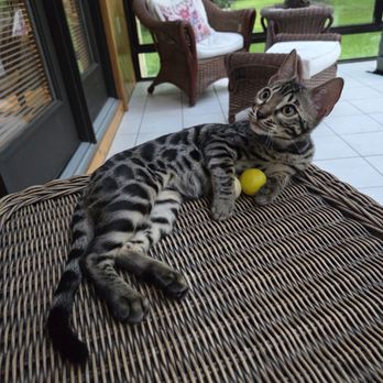 New York Bengals - Pet Breeders Near Me - Cicero, New York New York Bengals - Pet Breeders Near Me - Cicero, New York