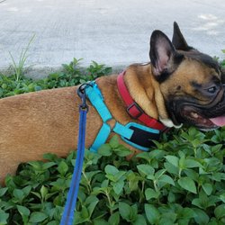 Lago Mar Dog Park - Cool grass and shade!!!