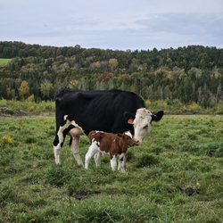 Heirloom Pork Shop - Heirloomporkshop.com -- organic cows with their calves