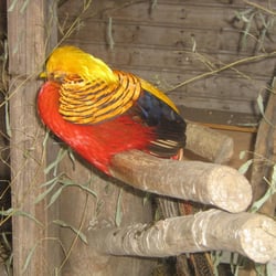 Waldzoo Offenbach