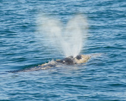 Dana Wharf Sportfishing & Whale Watching Dana Point by null