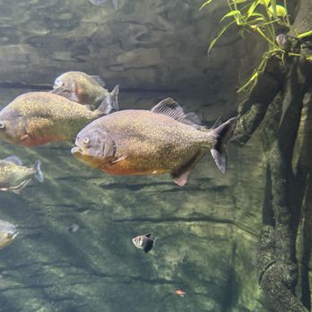 Vancouver Aquarium - Aquariums Near Me - Vancouver, British Columbia Vancouver Aquarium - Aquariums Near Me - Vancouver, British Columbia