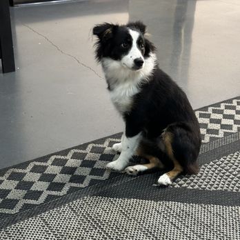 Jax Barber - Summer, Caroline's puppy - Barbers Near Me - Seattle, Washington