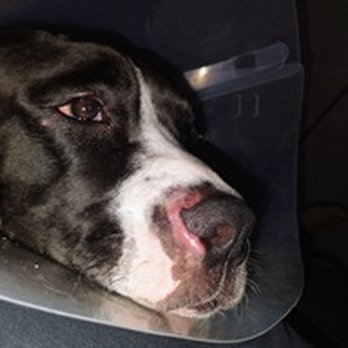 Well Mannered Bullies - Face wound or rash received at Well Mannered Bullies - Pet Training Near Me Well Mannered Bullies - Face wound or rash received at Well Mannered Bullies - Pet Training Near Me
