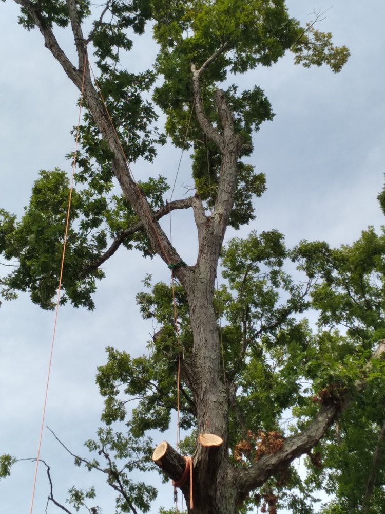 Hager's Tree Care - tree service in Tobaccoville, NC