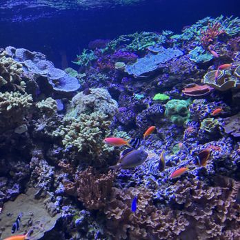 New England Aquarium - Aquariums Near Me - Boston, Massachusetts New England Aquarium - Aquariums Near Me - Boston, Massachusetts