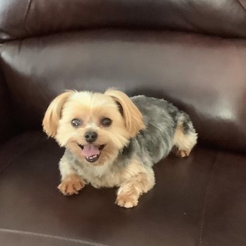 Old Town Pet Grooming - My dog Boo - Pet Groomers Near Me - Garden Grove, California Old Town Pet Grooming - My dog Boo - Pet Groomers Near Me - Garden Grove, California