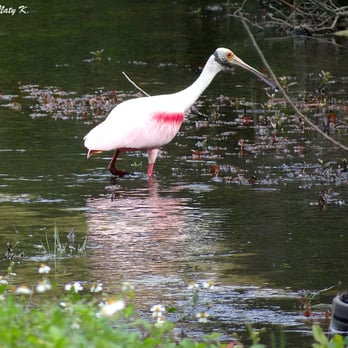 Audubon's Corkscrew Swamp Sanctuary - A Roseate Spoonbill outside the Sanctuary grounds. - Hiking Near Me - Naples, Florida Audubon's Corkscrew Swamp Sanctuary - A Roseate Spoonbill outside the Sanctuary grounds. - Hiking Near Me - Naples, Florida