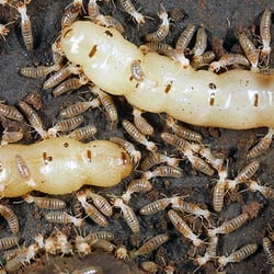 Structural Pest Control - Queen Termite