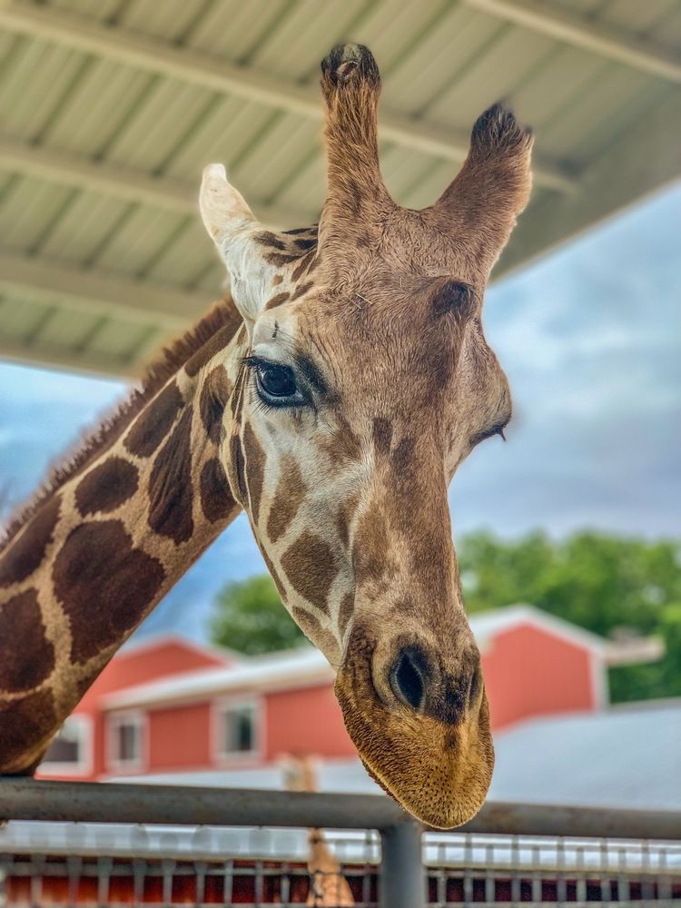 WILD WILDERNESS DRIVETHROUGH SAFARI CLOSED Updated June 2024 149