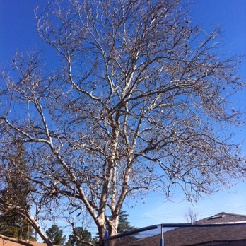 Savant Arborist - Martinez Sycamore BEFORE - Tree Services Near Me - Alamo, California