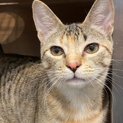 Tomlinson's - Bambi is looking for her Furever home for Christmas!