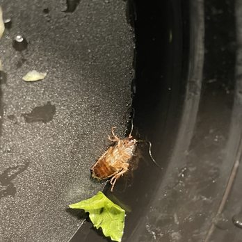 Tony Dragon's Grille - Baby roach next to lettuce - Food Trucks Near Me - New York, New York Tony Dragon's Grille - Baby roach next to lettuce - Food Trucks Near Me - New York, New York