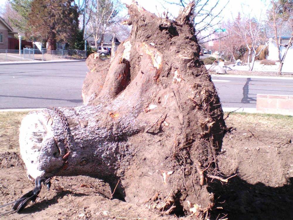Rapid Landscape Removal - tree service in Sparks, NV
