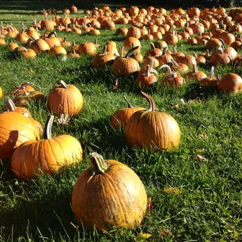 Robb Farms - Getcha punkins at Robb's! - Farmers Market Near Me - Spencerport, New York Robb Farms - Getcha punkins at Robb's! - Farmers Market Near Me - Spencerport, New York