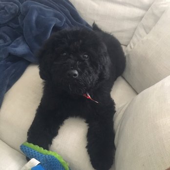 My Dog - Pet Groomers Near Me - Miami, Florida