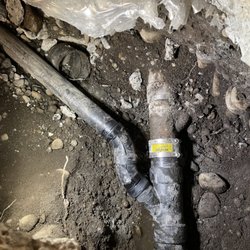 Yellow Striped Knights