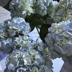 Safeway - Blue hydrangeas