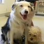 Photo of Gold River Pet Hospital
