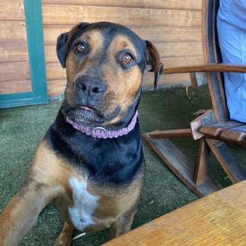 Escondido Veterinary Emergency - Sadie is feeling much better! - Emergency Pet Hospital Near Me - Escondido, California Escondido Veterinary Emergency - Sadie is feeling much better! - Emergency Pet Hospital Near Me - Escondido, California