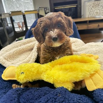 High Desert Labradoodles - Pet Breeders Near Me High Desert Labradoodles - Pet Breeders Near Me