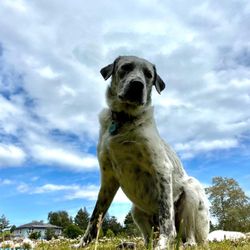 Happy Paws Santa Cruz - Mr Ace