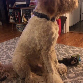 Petropolis - After Petropolis - Pet Sitting Near Me - Chesterfield, Missouri