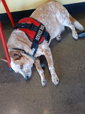 Pierogies Factory by null