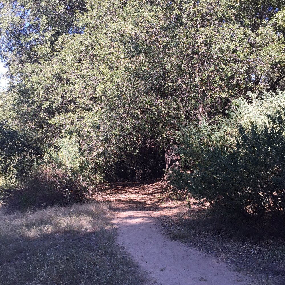 Palomar Mountain State Park - Trail - Parks Near Me - Palomar Mountain, California Palomar Mountain State Park - Trail - Parks Near Me - Palomar Mountain, California