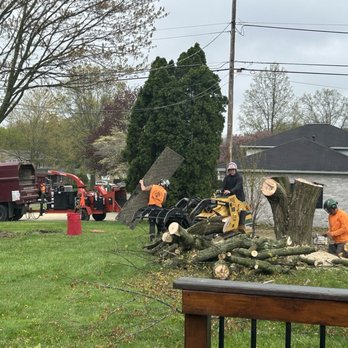 Barberton Tree Service - Tree Services Near Me - Barberton, Ohio