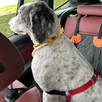 Pet's Best Friend - Pet Sitting Near Me - Rocky Mount, North Carolina Pet's Best Friend - Pet Sitting Near Me - Rocky Mount, North Carolina