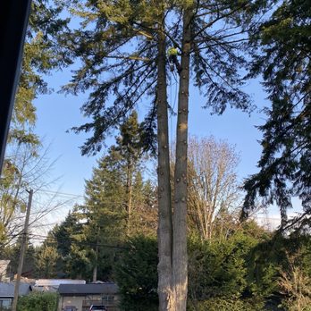 Kenny Tree - Tree Services Near Me - Snohomish, Washington