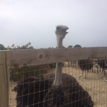 Ostrichland USA - Say hi! - Attraction Farms Near Me - Solvang, California Ostrichland USA - Say hi! - Attraction Farms Near Me - Solvang, California