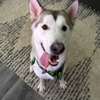 Sassy Paws Mobile Pet Salon - Bears smile after being Groomed - Pet Groomers Near Me Sassy Paws Mobile Pet Salon - Bears smile after being Groomed - Pet Groomers Near Me