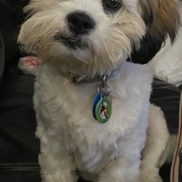 Rocky born 2/25/20 Rocky born 2/25/20